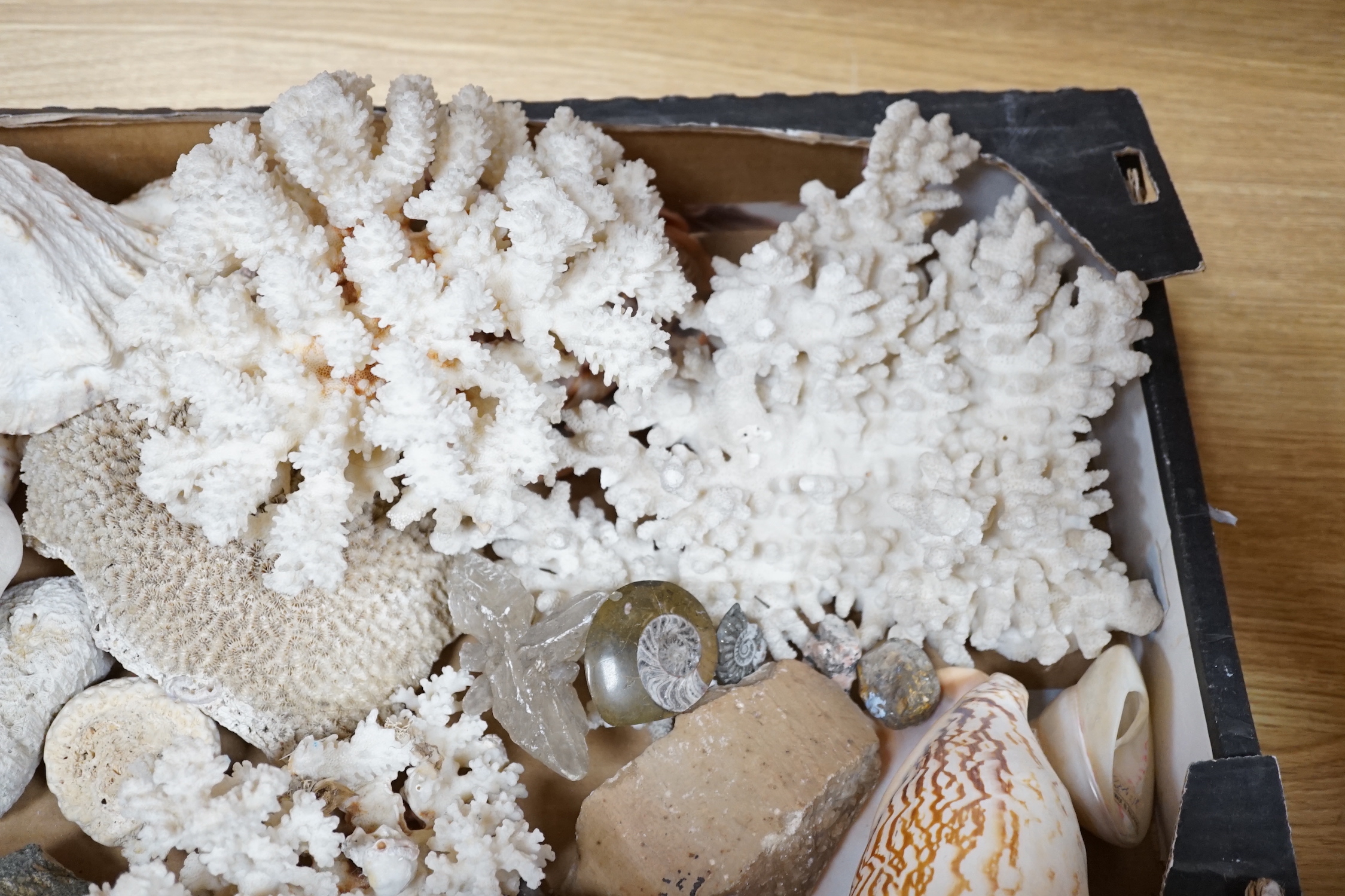 A group of various sea shells, corals, fossils etc.